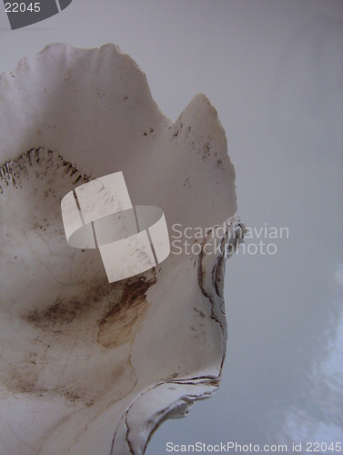 Image of upside down shell