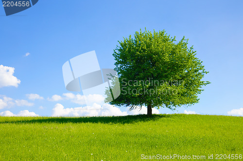 Image of Tree