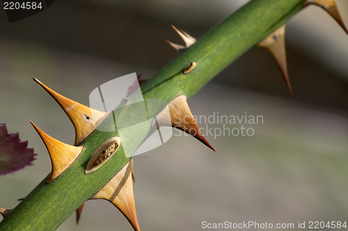 Image of Thorns