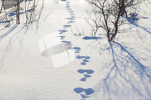 Image of Hare trace in the snow