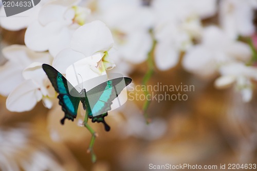 Image of Butterfly on wedding flowers