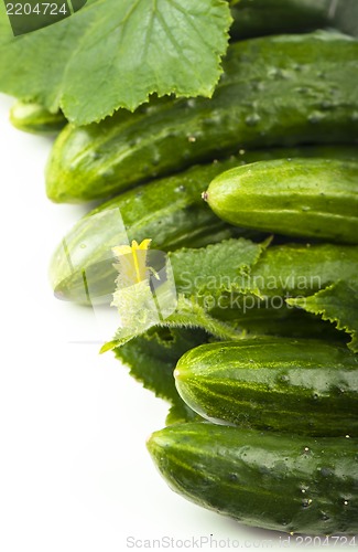 Image of Fresh cucumbers