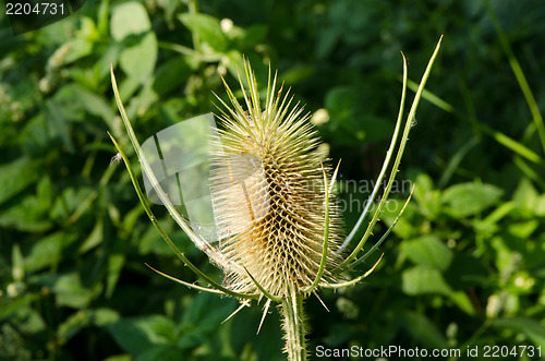 Image of thorns dry thistle plant autumn 