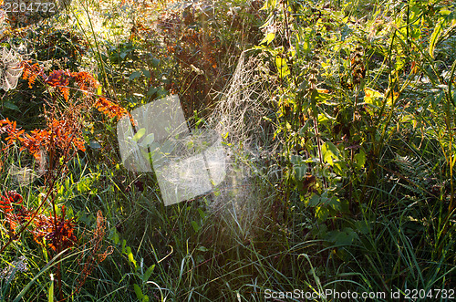 Image of dewy spiderweb on plants sunlight autumn morning 