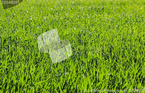 Image of green grass with dew