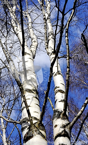 Image of White birchs blue sky