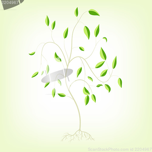 Image of Young tree with roots, a vector illustration