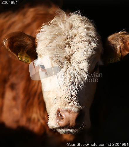 Image of Cow