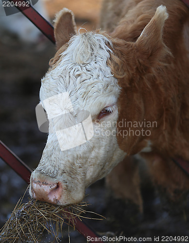 Image of Cow