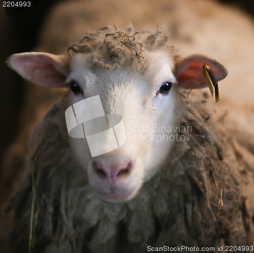 Image of Sheep