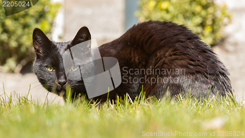 Image of Black cat on grass