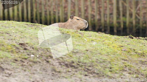 Image of Capybara (Hydrochoerus hydrochaeris) 