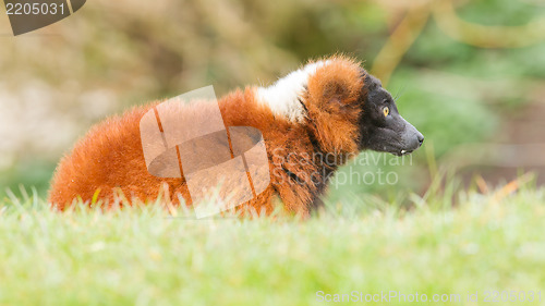 Image of Red-bellied Lemur (Eulemur rubriventer) 