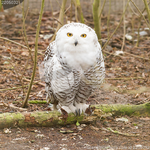 Image of Snow owl with large claws