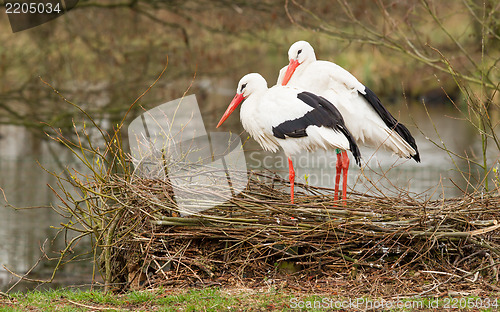 Image of Pair of storks