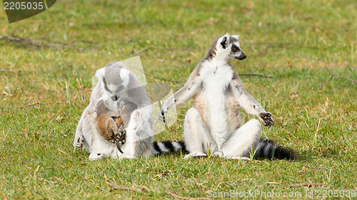 Image of Ring-tailed lemur (Lemur catta) 