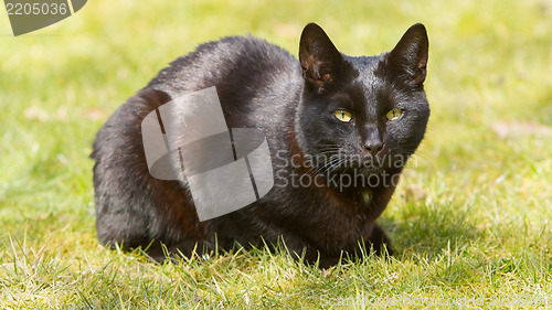 Image of Black cat on grass