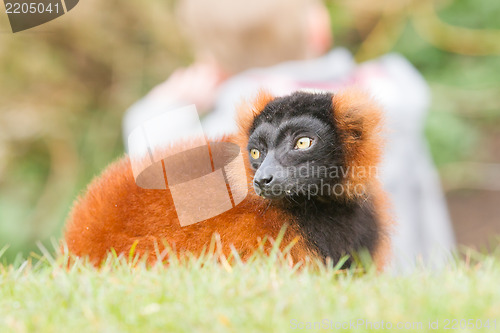 Image of Red-bellied Lemur (Eulemur rubriventer) 