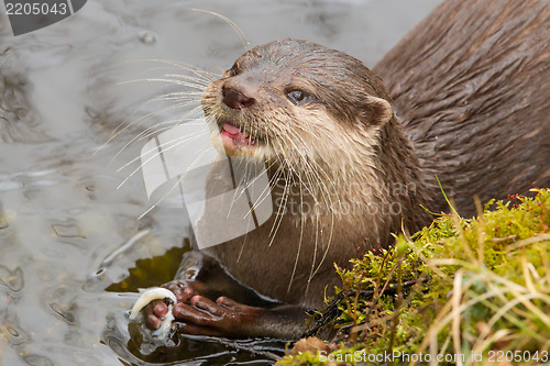 Image of Close-up of an otter eating fish