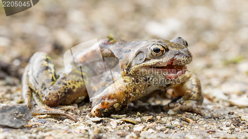 Image of Macro of a dying frog isolated