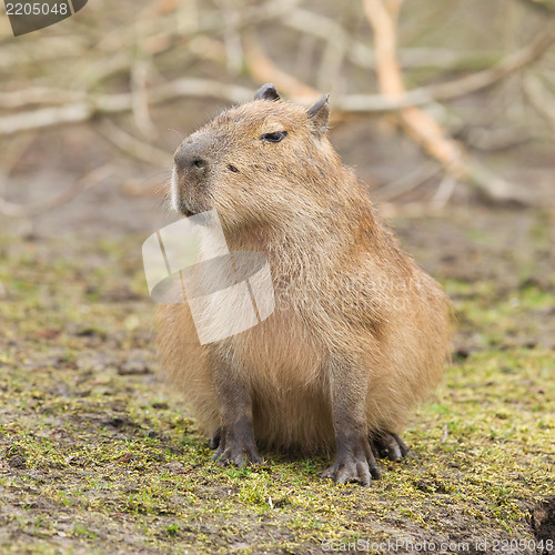 Image of Capybara (Hydrochoerus hydrochaeris) 