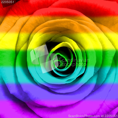 Image of Rainbow flag rose