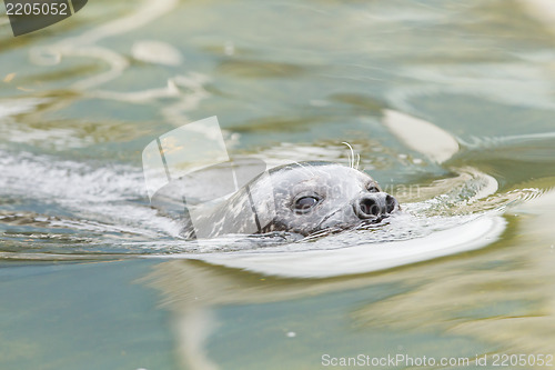 Image of Grey seal swimming