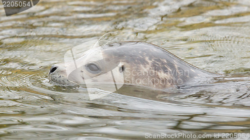 Image of Grey seal swimming