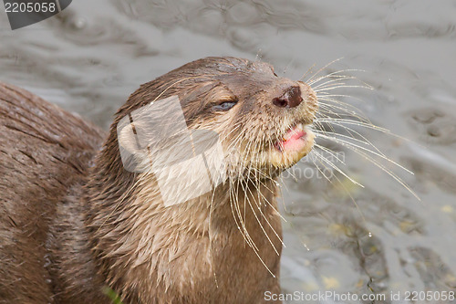 Image of Close-up of an otter eating fish