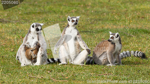 Image of Ring-tailed lemur (Lemur catta) 