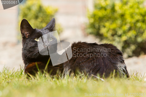 Image of Black cat on grass