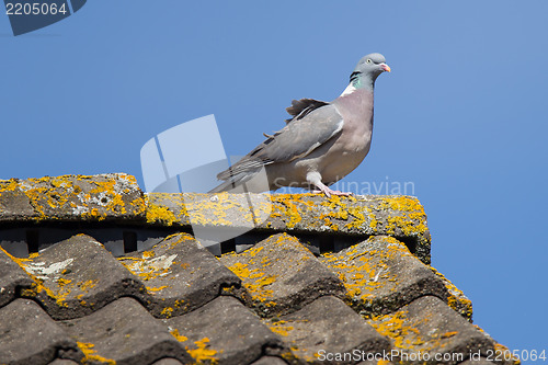 Image of Single pigeon on roof