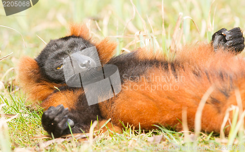 Image of Red-bellied Lemur (Eulemur rubriventer) 