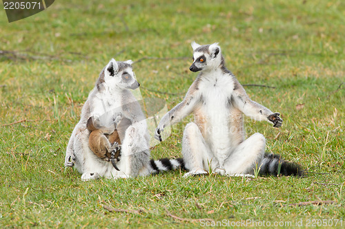 Image of Ring-tailed lemur (Lemur catta) 