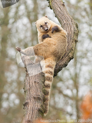 Image of Coatimundi scratching himself