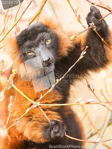 Image of Red-bellied Lemur (Eulemur rubriventer) 