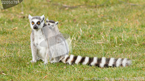 Image of Ring-tailed lemur (Lemur catta) 