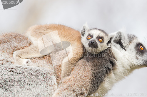 Image of Ring-tailed lemur (Lemur catta) 