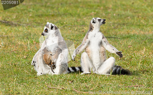 Image of Ring-tailed lemur (Lemur catta) 