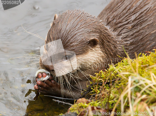 Image of Close-up of an otter eating fish