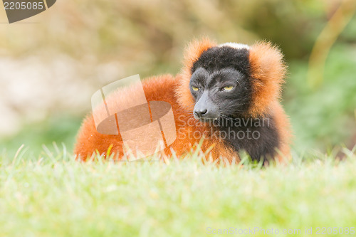 Image of Red-bellied Lemur (Eulemur rubriventer) 