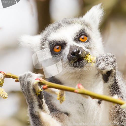 Image of Ring-tailed lemur (Lemur catta) 