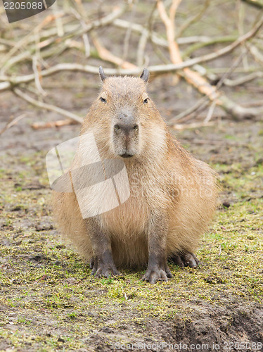 Image of Capybara (Hydrochoerus hydrochaeris) 