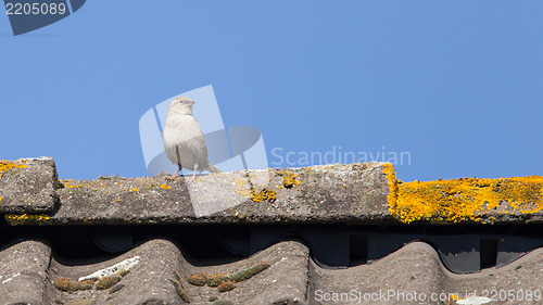 Image of Single sparrow on roof