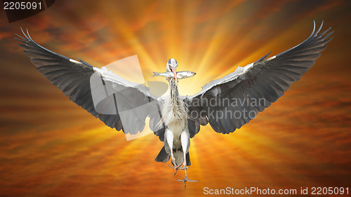 Image of Great Blue Heron in flight, fish in beak