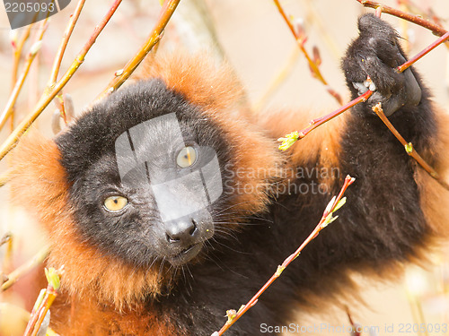 Image of Red-bellied Lemur (Eulemur rubriventer) 