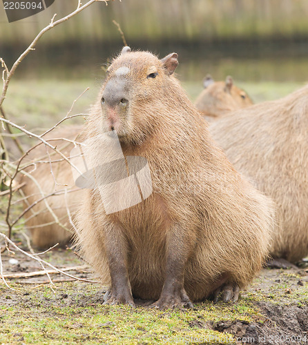 Image of Capybara (Hydrochoerus hydrochaeris) 