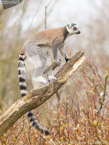 Image of Ring-tailed lemur (Lemur catta)