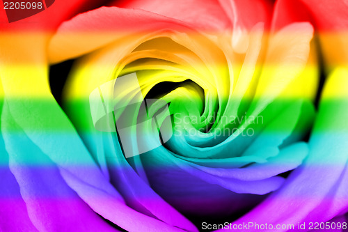 Image of Rainbow flag rose