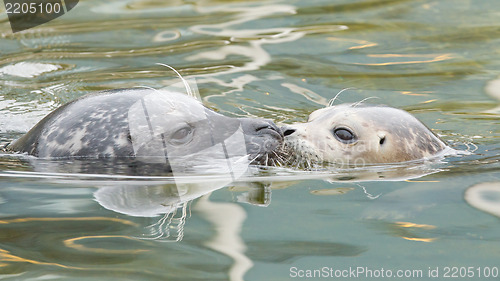 Image of Adult and yound grey seal